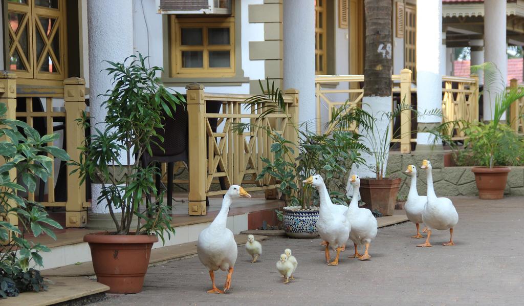 Murūd Golden Swan Beach Resort מראה חיצוני תמונה